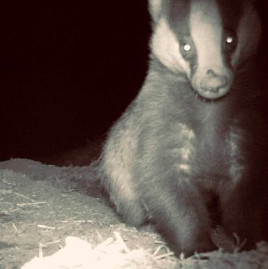 sett usage Badger emerging from artificial sett